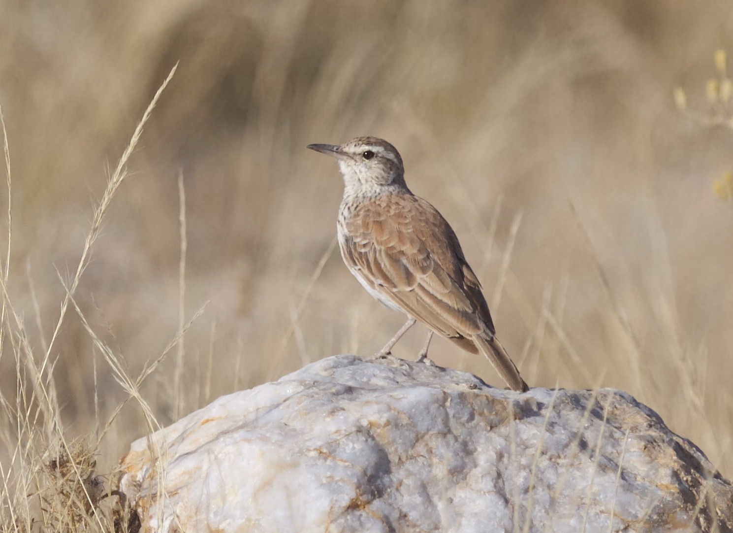 Benguela Long-billed Lark perched on a rock among dry grass
