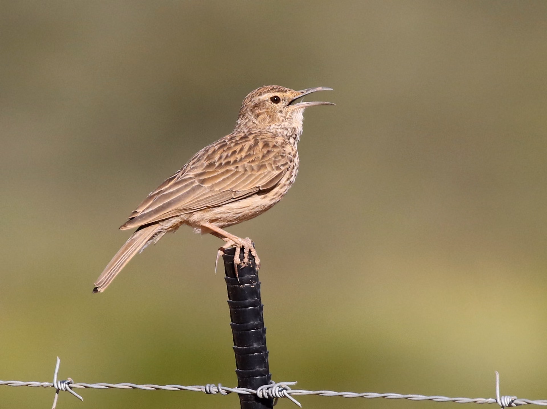 Karoo Long-billed Lark calling from a fence post