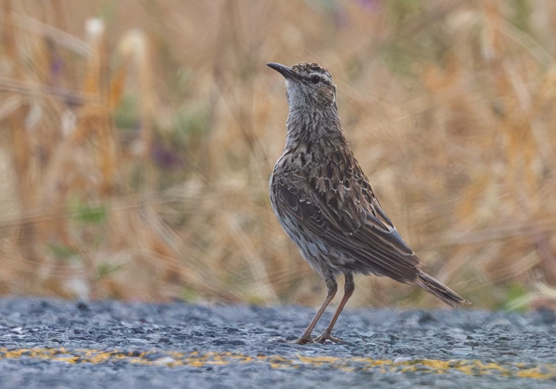 Cape Long-billed Lark standing on a gravel path