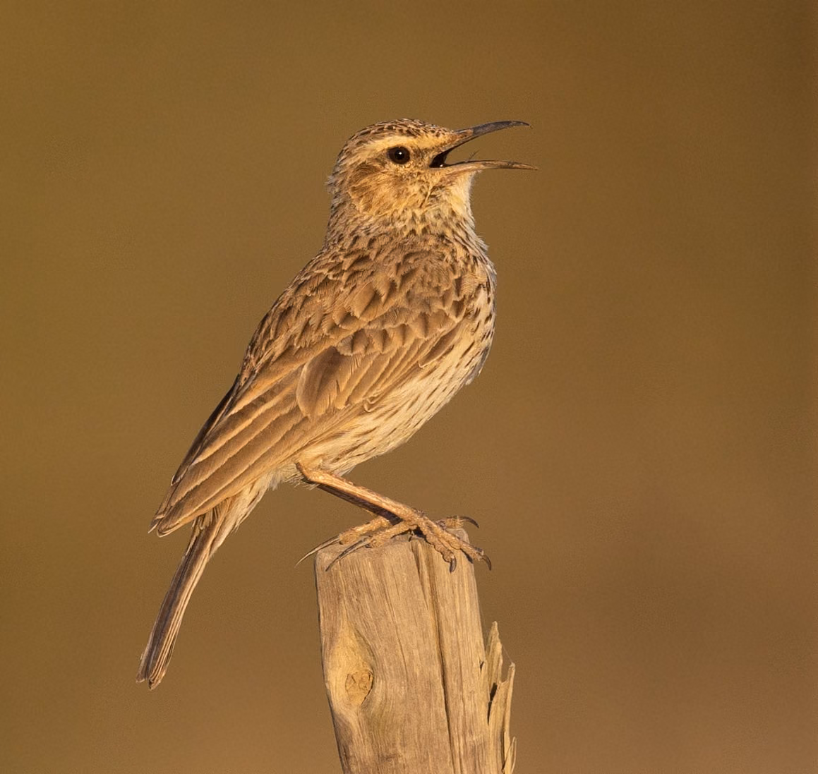 Agulhas Long-billed Lark calling from a wooden post
