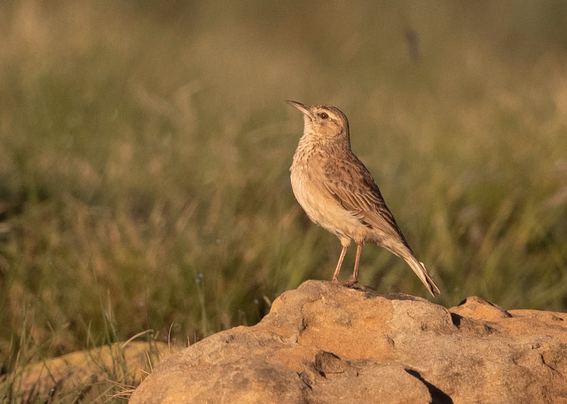 Eastern Long-billed Lark perched on a rock in grassland