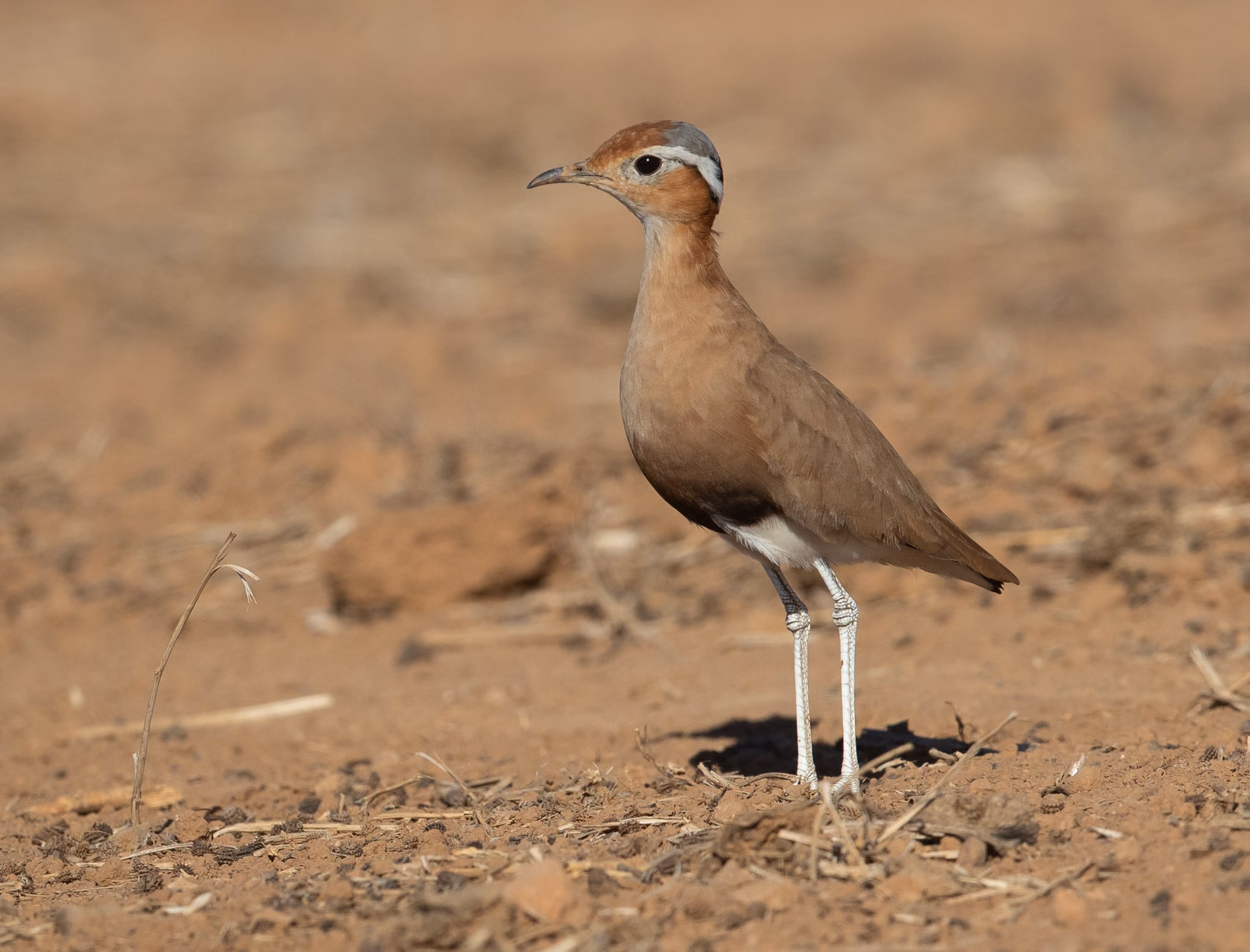 Burchell's Courser standing on bare ground