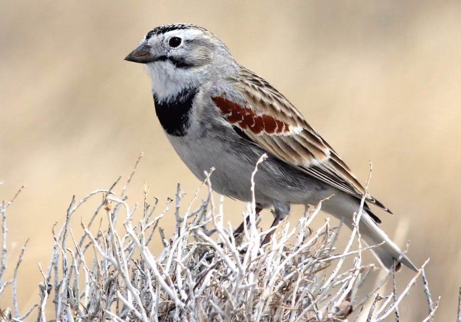Thick-billed Longspur perched atop a dry shrub