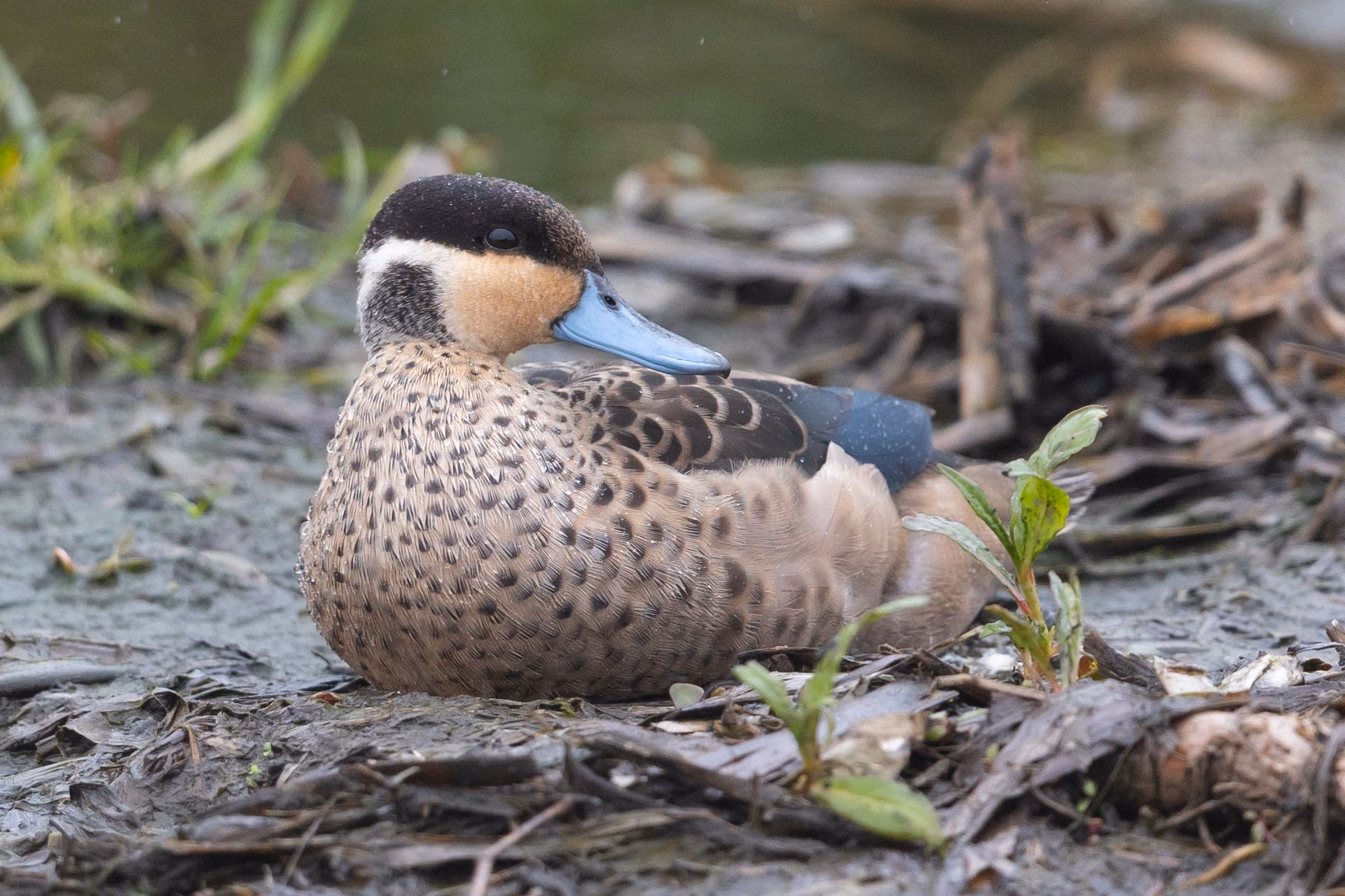 Blue-billed Teal resting on mud beside the water