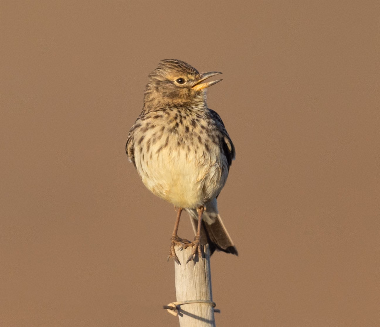 Large-billed Lark calling from a wooden post