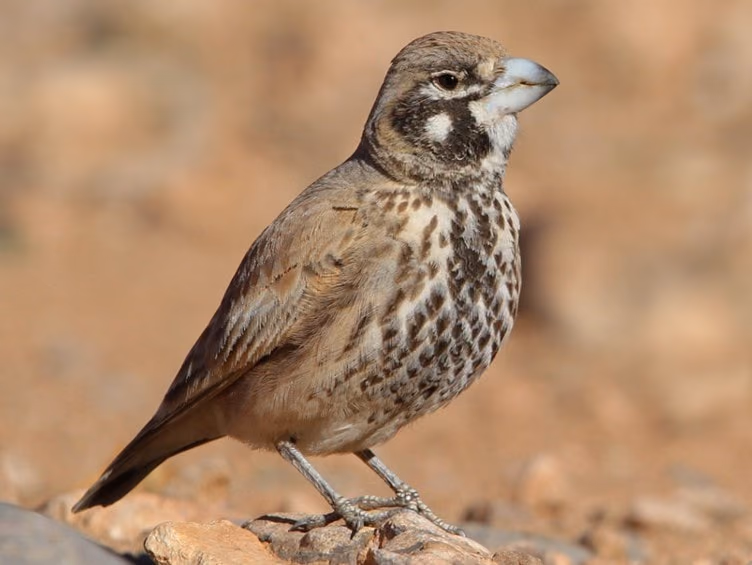 Thick-billed Lark perched on a rock